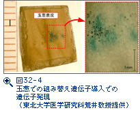 図32-4　玉葱での組み替え遺伝子導入での遺伝子発現（東北大学生命科学研究科菅野明助教授提供）